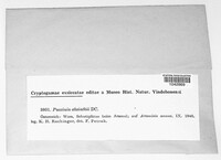 Puccinia absinthii image